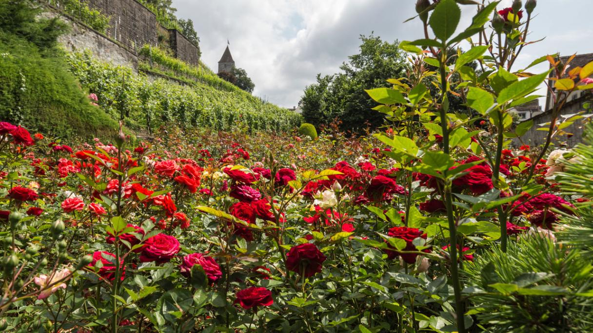 Le jardin de roses à Rapperswil au Lac de Zurich