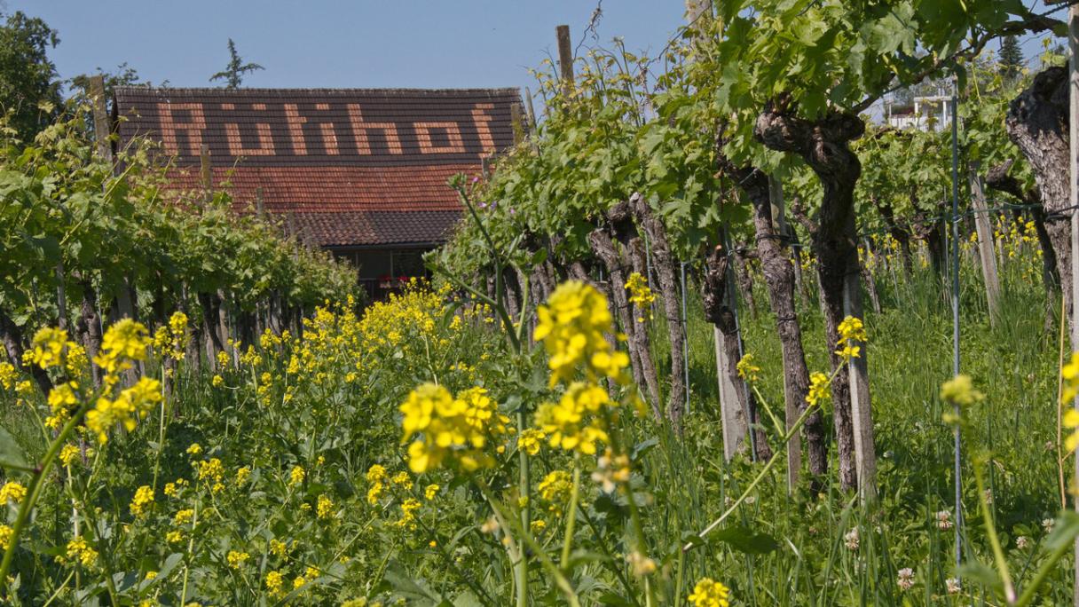 Domaine viticole Rütihof