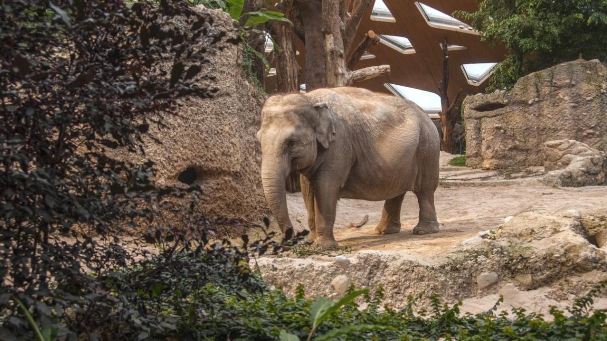 Zoo Zürich, Kaeng Krachan parc des éléphants