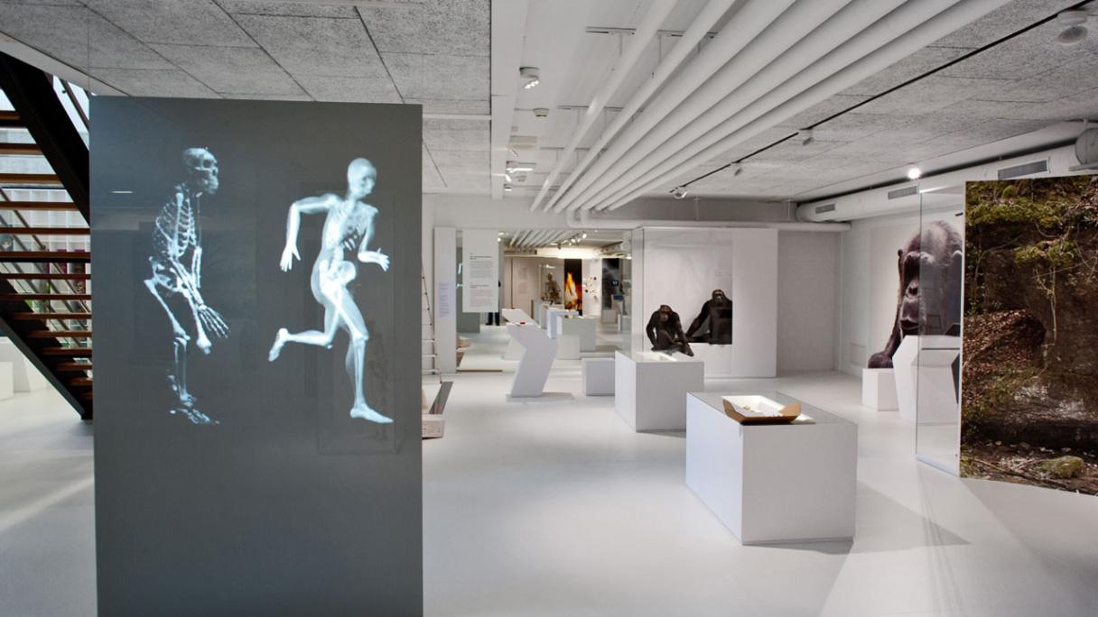 Il Museo di antropologia nell'Università di Zurigo