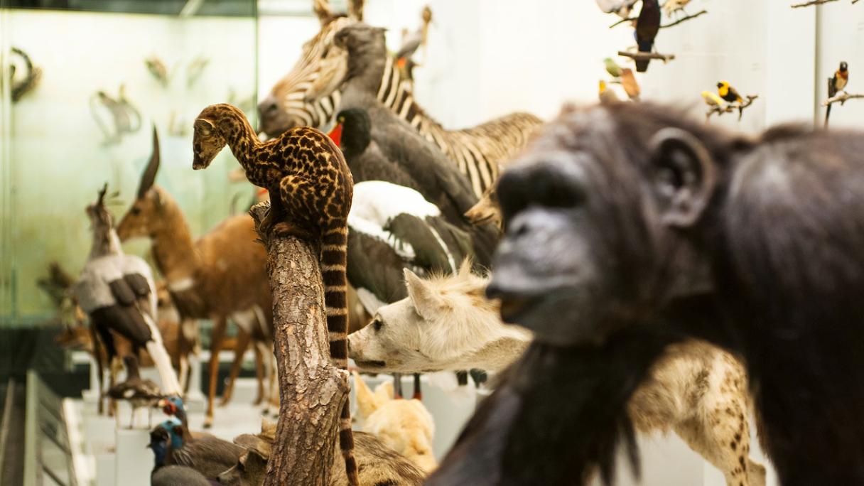 Zoological Museum Zurich
