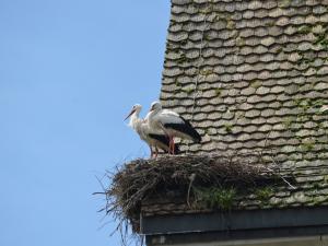 The Uznach stork colony