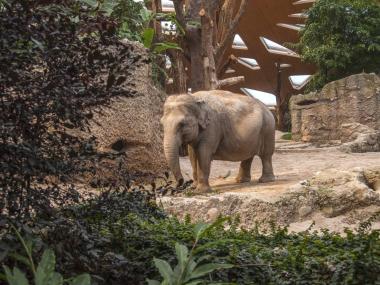 Zoo Zürich, Kaeng Krachan parc des éléphants